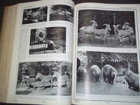 1910 JAN-JUN VIE A LA CAMPAGNE MAGAZINE VOLUME - FRENCH - NICE COVERS - KD 978