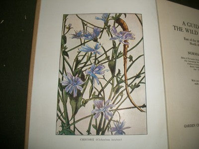 1928 A GUIDE TO WILD FLOWERS BOOK NORMAN TAYLOR - EAST OF MISSISSIPPI - KD 684