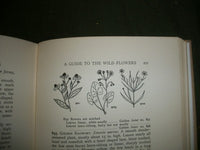 1928 A GUIDE TO WILD FLOWERS BOOK NORMAN TAYLOR - EAST OF MISSISSIPPI - KD 684