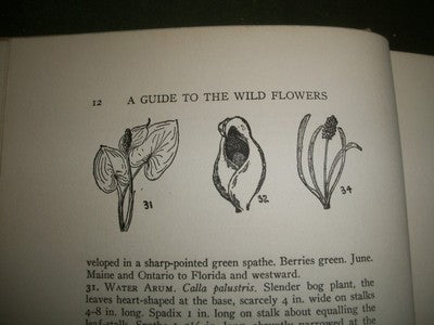 1928 A GUIDE TO WILD FLOWERS BOOK NORMAN TAYLOR - EAST OF MISSISSIPPI - KD 684