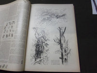 1894-1895 ART AMATEUR MAGAZINE BOUND VOLUME - GREAT ILLUSTRATIONS - KD 3045