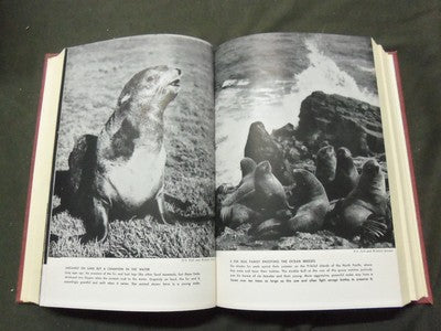 1954 THE ANIMAL KINGDOM BOOK LOT OF 3 - COMPLETE SET - ED. DRIMMER - KD 3754