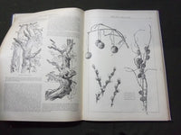 1895-1896 ART AMATEUR MAGAZINE BOUND VOLUME - GREAT ILLUSTRATIONS - KD 3050