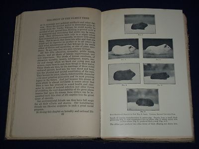 1923-1927 ALBERT EDWARD WIGGAM VOLUME LOT OF 3 - FAMILY TREE - PHOTOS - KD 797B