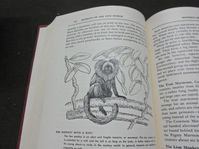 1954 THE ANIMAL KINGDOM BOOK LOT OF 3 - COMPLETE SET - ED. DRIMMER - KD 3754