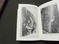 1913 28TH ANNUAL REPORT OF THE BUREAU OF ANIMAL INDUSTRY BOOK - KD 1775B
